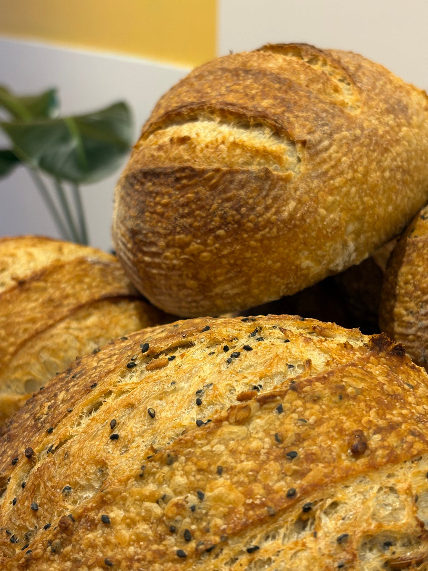 Organic Sourdough Bread - Ready after 10am